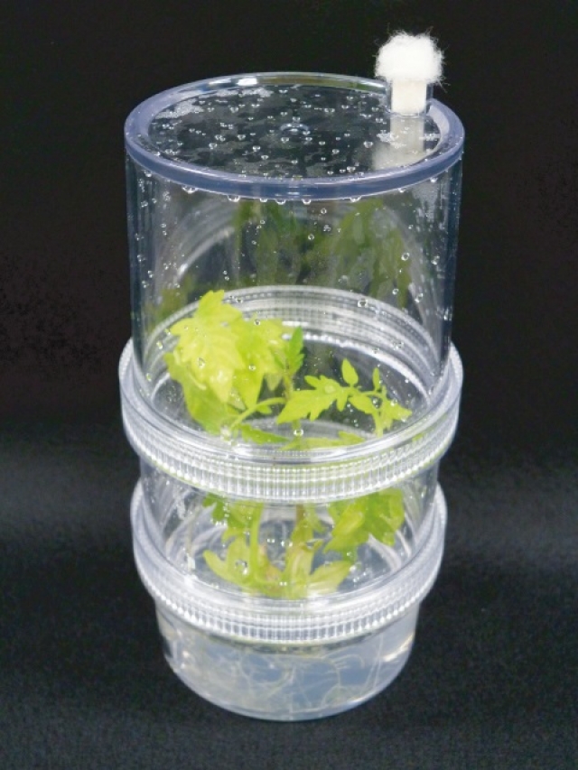 植物育成培養容器プラントボックス　1セット
