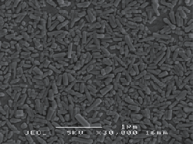 nano-SHAp ロッド状 平均粒径150nm