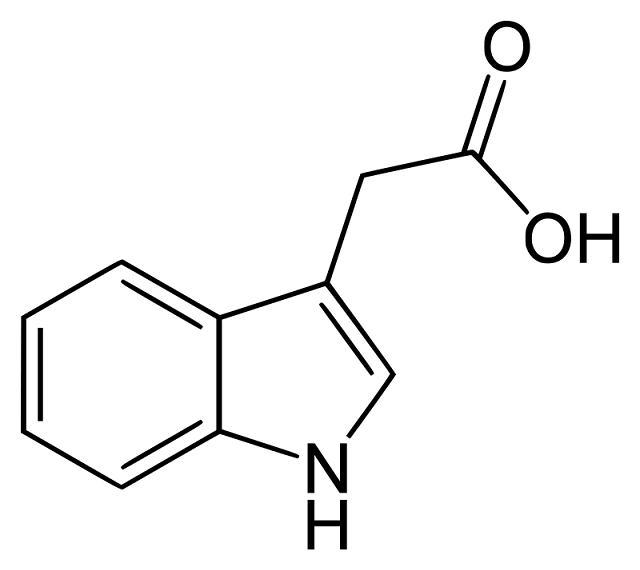 インドール-3-酢酸 （IAA）