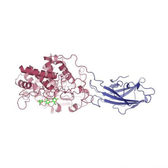 <p>セルラーゼ（Trichoderma）</p>