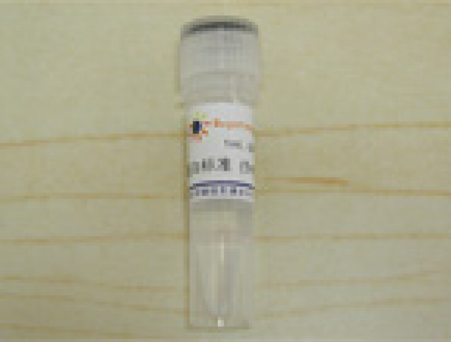 BSA溶液 20mg/mL